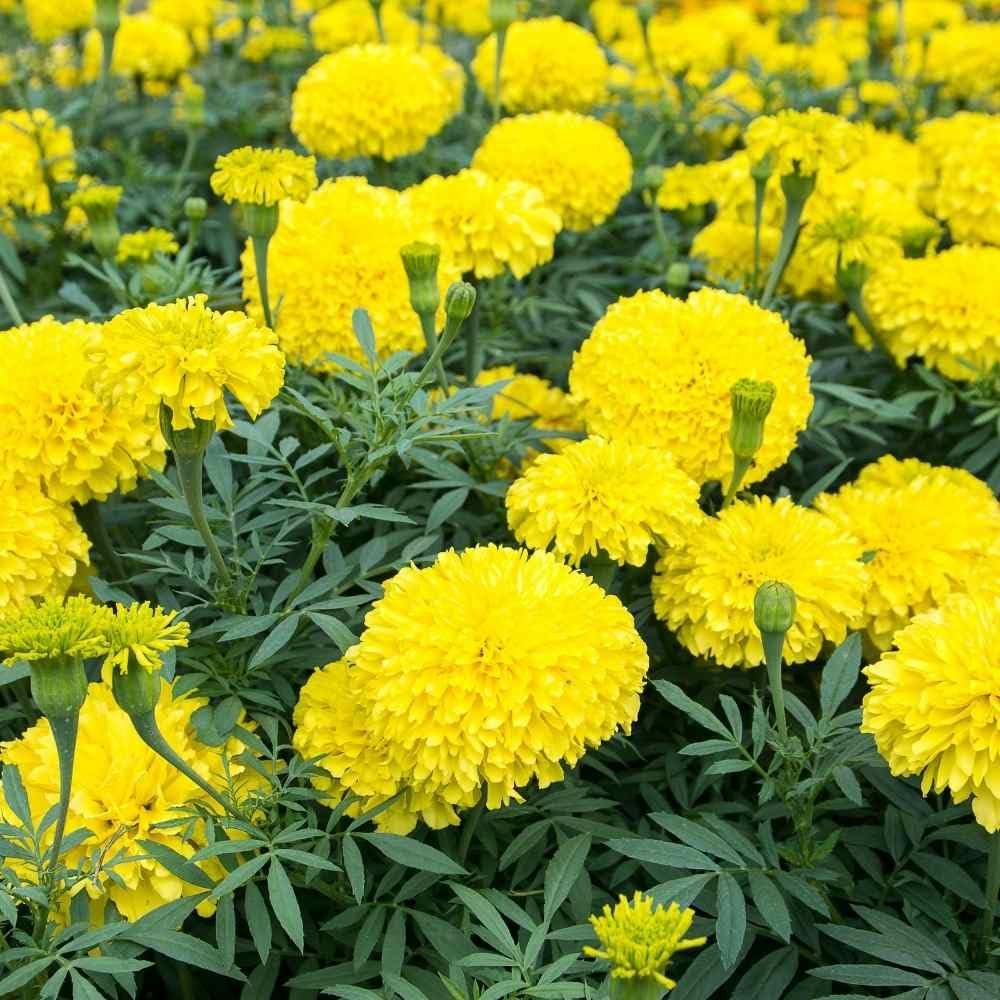 Growtime Marigold Yellow Flower (Genda) Seed, Seeds for Home Gardening, Marigold Flowers (Genda) (Yellow, Pack of 50 Seeds) - Image 4