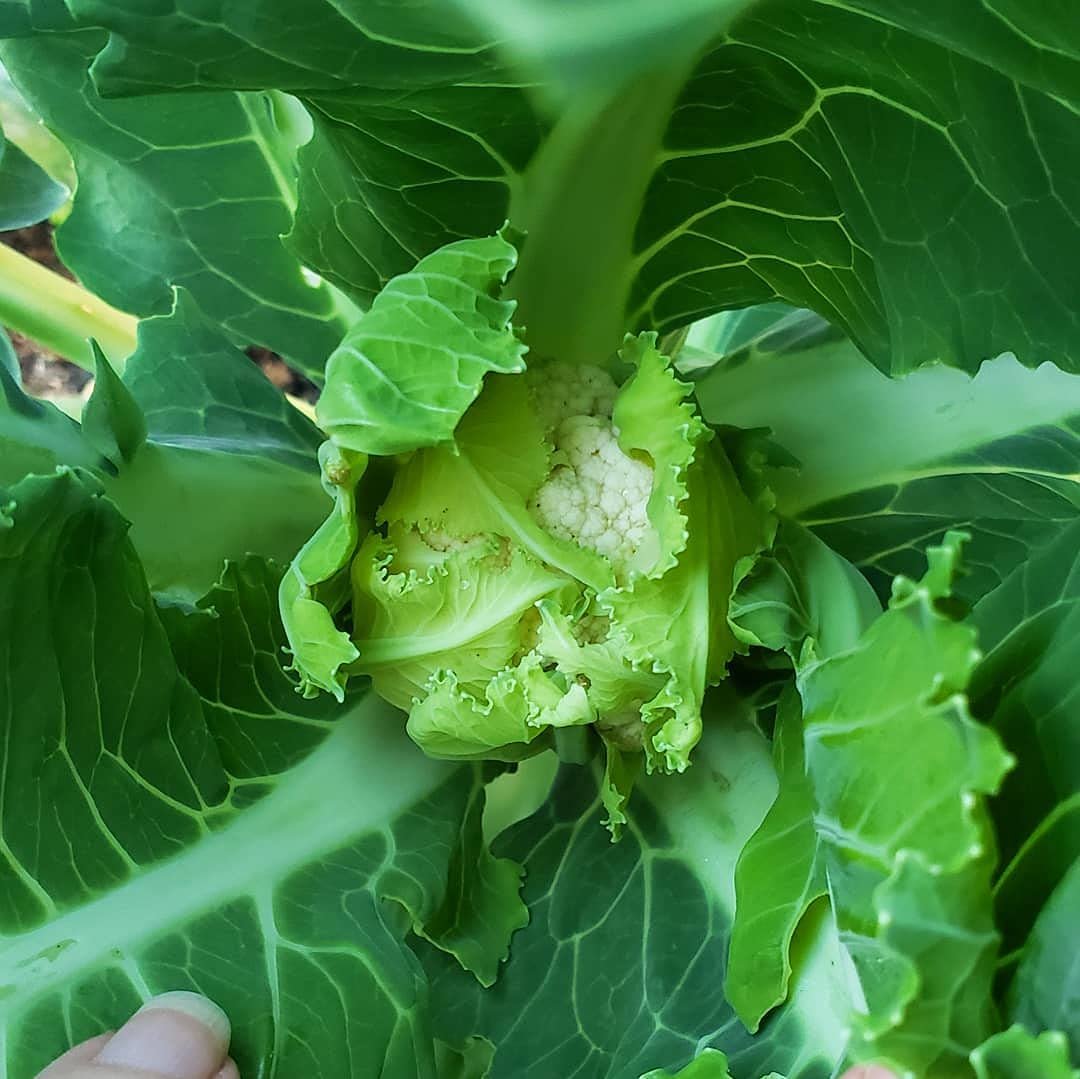Countgreen Plus Cauliflower (Phool Gobhi) Organic Gardening Vegetable Seeds for Home Garden, Organic & Hybrid, Perfect for Home Gardening, Planting For Pots and Patio (Pack of 200 Seeds) - Image 3