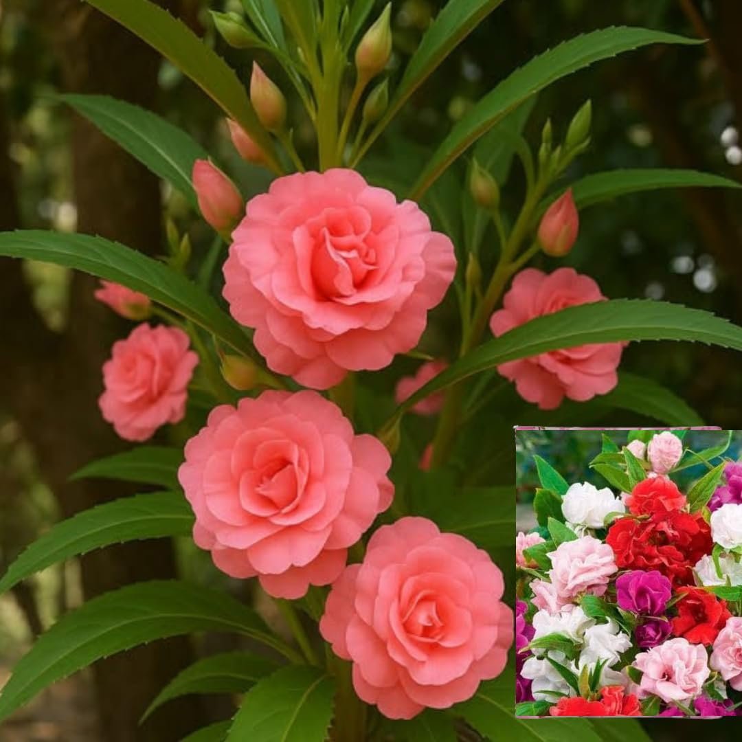 Balsam Flower Seeds, Gulmehendi, Pink, Red, Purple and White, Pack of 50, Annual, for Home Garden, Balcony and Pots