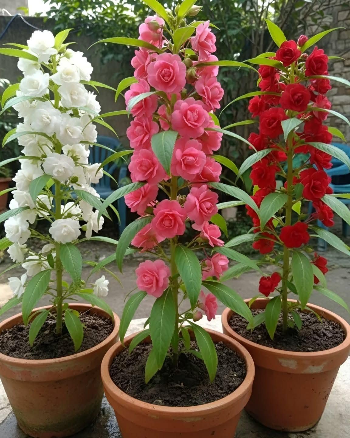 Balsam Flower Seeds, Gulmehendi, Pink, Red, Purple and White, Pack of 50, Annual, for Home Garden, Balcony and Pots - Image 2