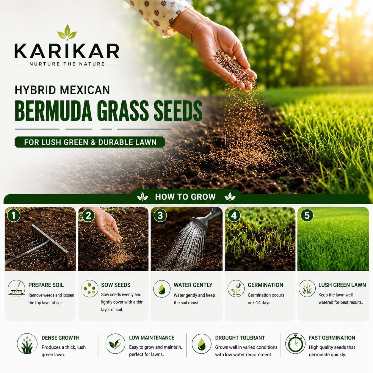 KARIKAR Hybrid Mexican Bermuda Grass Seeds,Dense Growth, Drought Tolerant, Fast Germination, Low Maintenance (1.5 KG) - Image 4