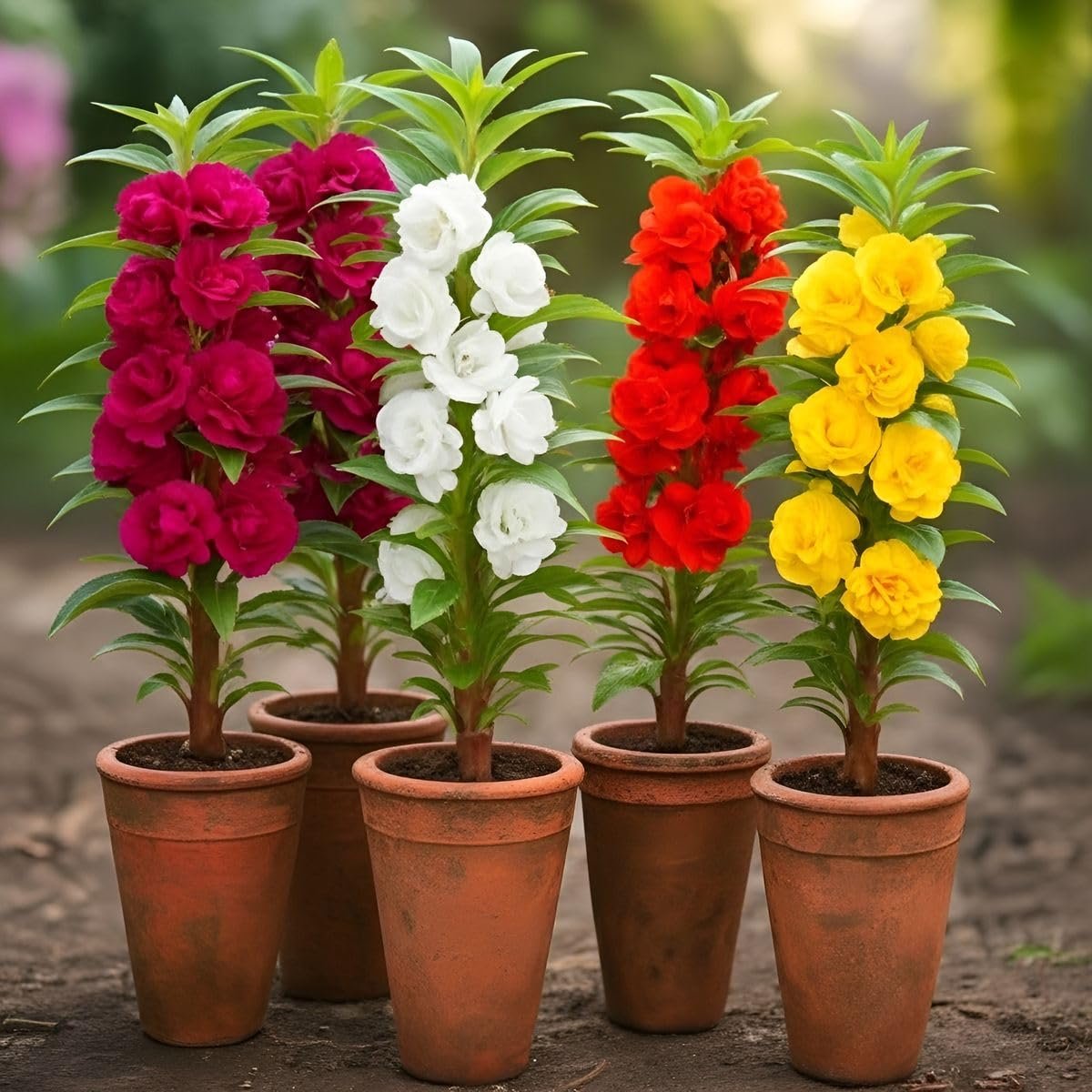 Balsam Flower Seeds, Gulmehendi, Pink, Red, Purple and White, Pack of 50, Annual, for Home Garden, Balcony and Pots - Image 4