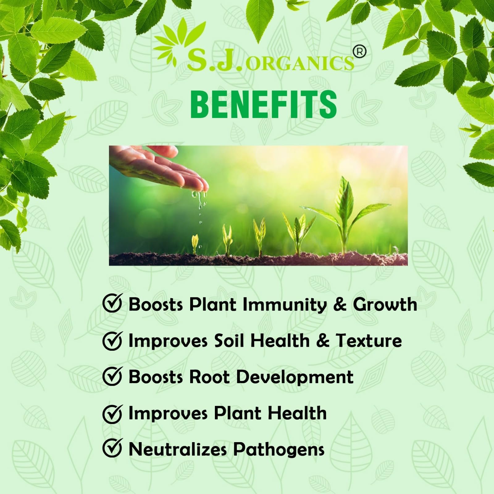 SJ Organics Seaweed Extract 900ml Organic Liquid Fertilizer with Measuring Cap for Home Gardening | Seaweed Liquid Fertilizer for Plant | Sea Weed Fertilizer - Image 5