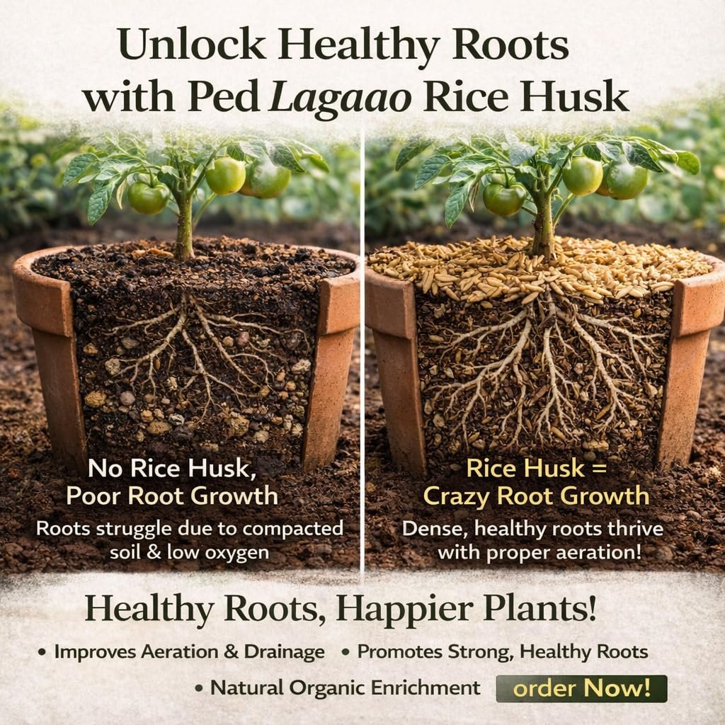 Rice Husk for Plants 250g | Improves Soil Drainage & Aeration | Natural Soil Conditioner for Pots, Grow Bags & Gardening - Image 4