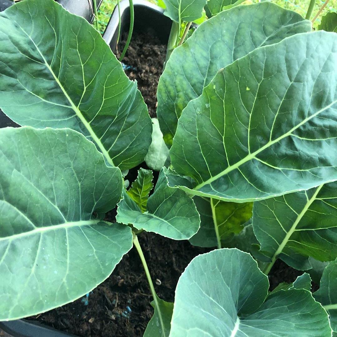 Countgreen Plus Cauliflower (Phool Gobhi) Organic Gardening Vegetable Seeds for Home Garden, Organic & Hybrid, Perfect for Home Gardening, Planting For Pots and Patio (Pack of 200 Seeds) - Image 2