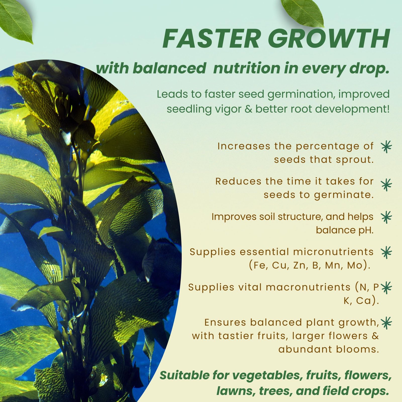 Utkarsh Liquid Seaweed Extract | Organic Plant Growth Promoter for Healthy Plants | Enhances Flowering & Improves Fruit Set | Biostimulant For Home Garden - Zymoz (250 ml; Pack of 1) - Image 6