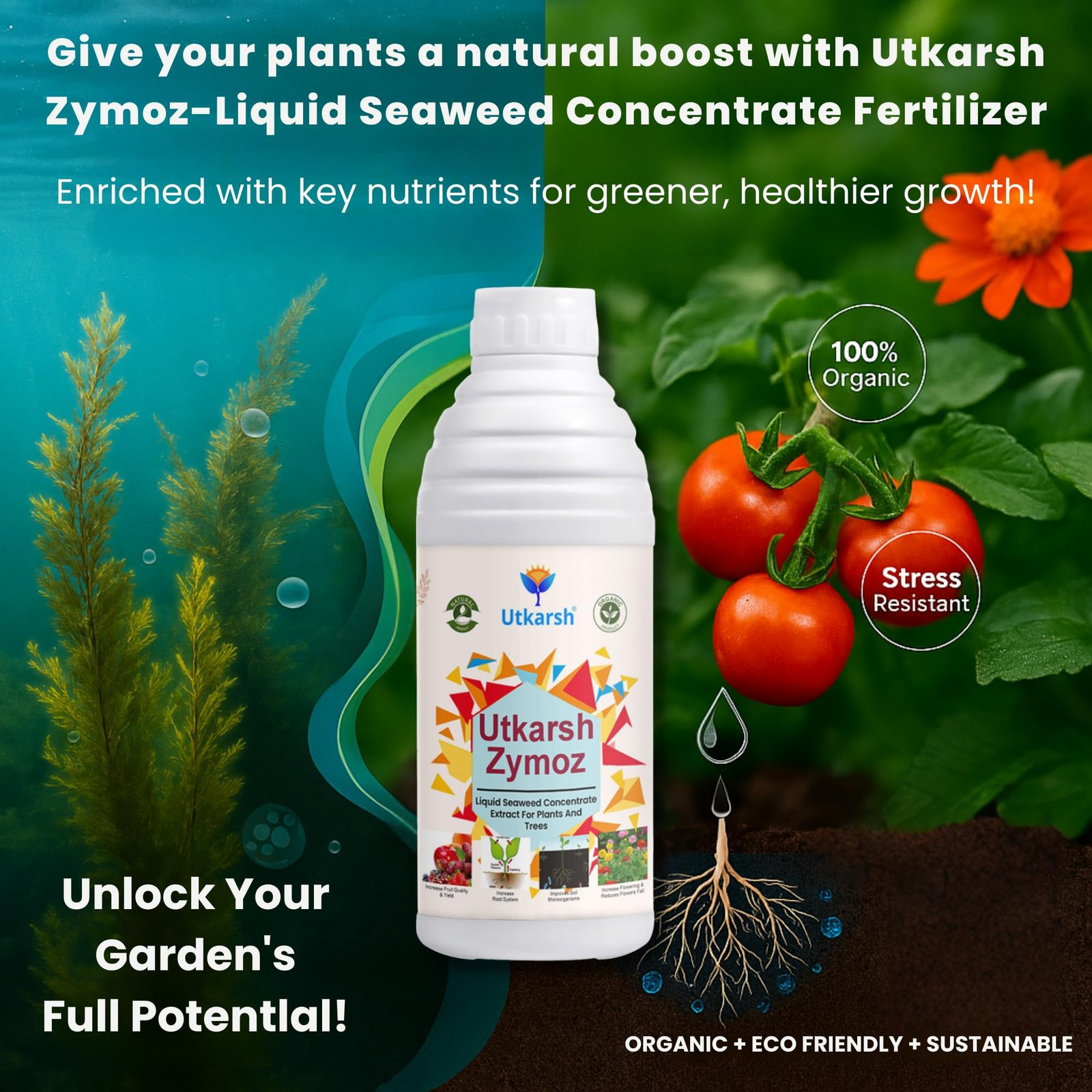Utkarsh Liquid Seaweed Extract | Organic Plant Growth Promoter for Healthy Plants | Enhances Flowering & Improves Fruit Set | Biostimulant For Home Garden - Zymoz (250 ml; Pack of 1) - Image 2