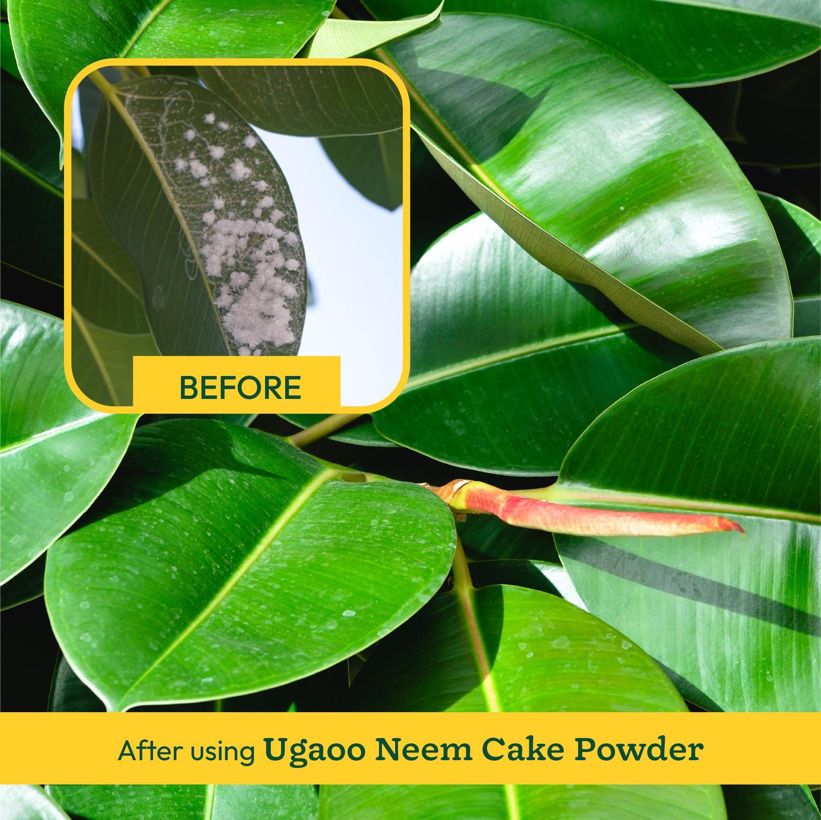 Ugaoo Neem Cake Powder for Plants 1 kg | Organic Neem Khali Fertilizer & Soil Conditioner | Slow-Release Plant Food for Root Growth | Ideal for Vegetables, Flowers, Pots & Home Garden Plants - Image 3