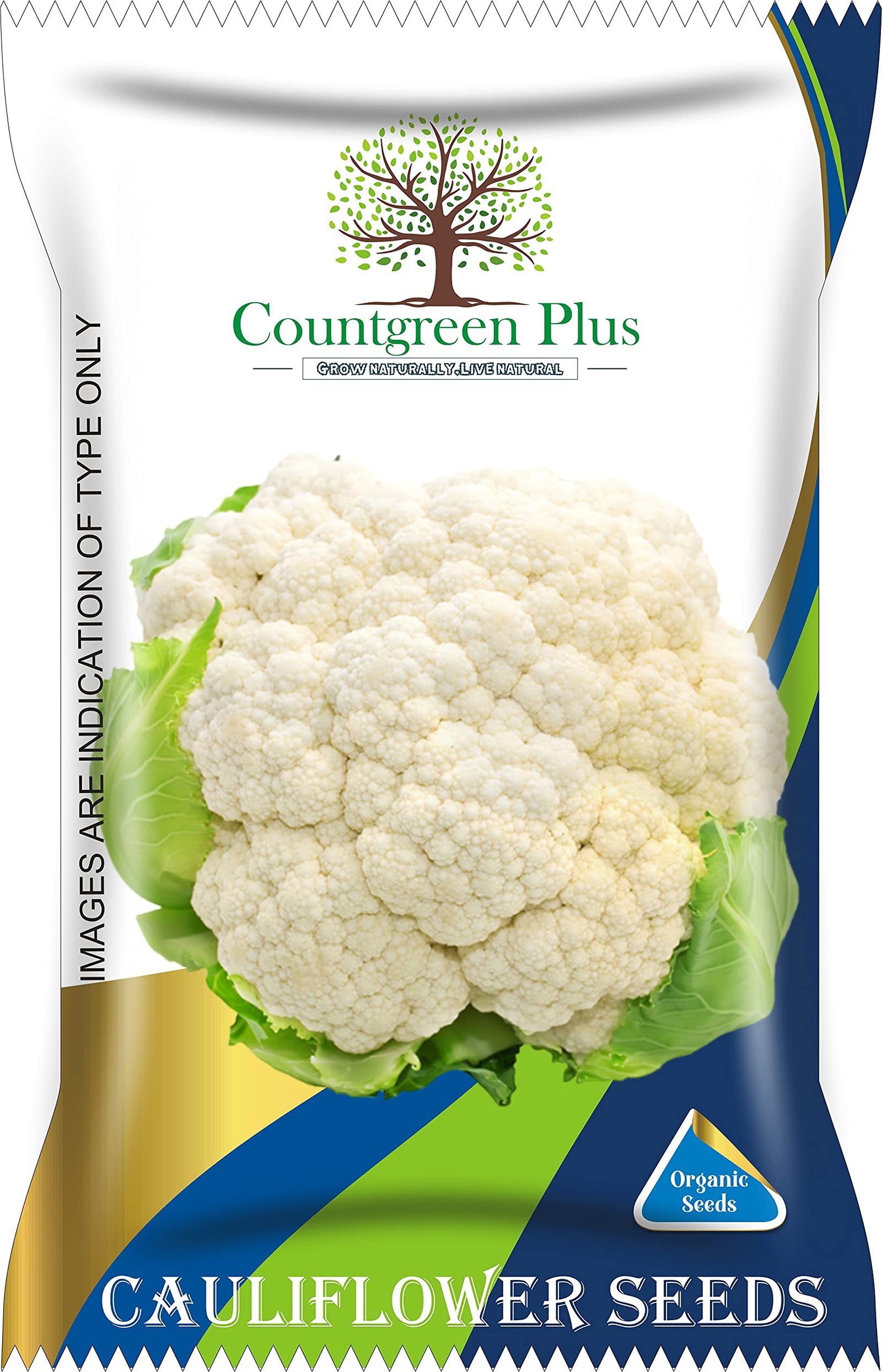 Countgreen Plus Cauliflower (Phool Gobhi) Organic Gardening Vegetable Seeds for Home Garden, Organic & Hybrid, Perfect for Home Gardening, Planting For Pots and Patio (Pack of 200 Seeds)