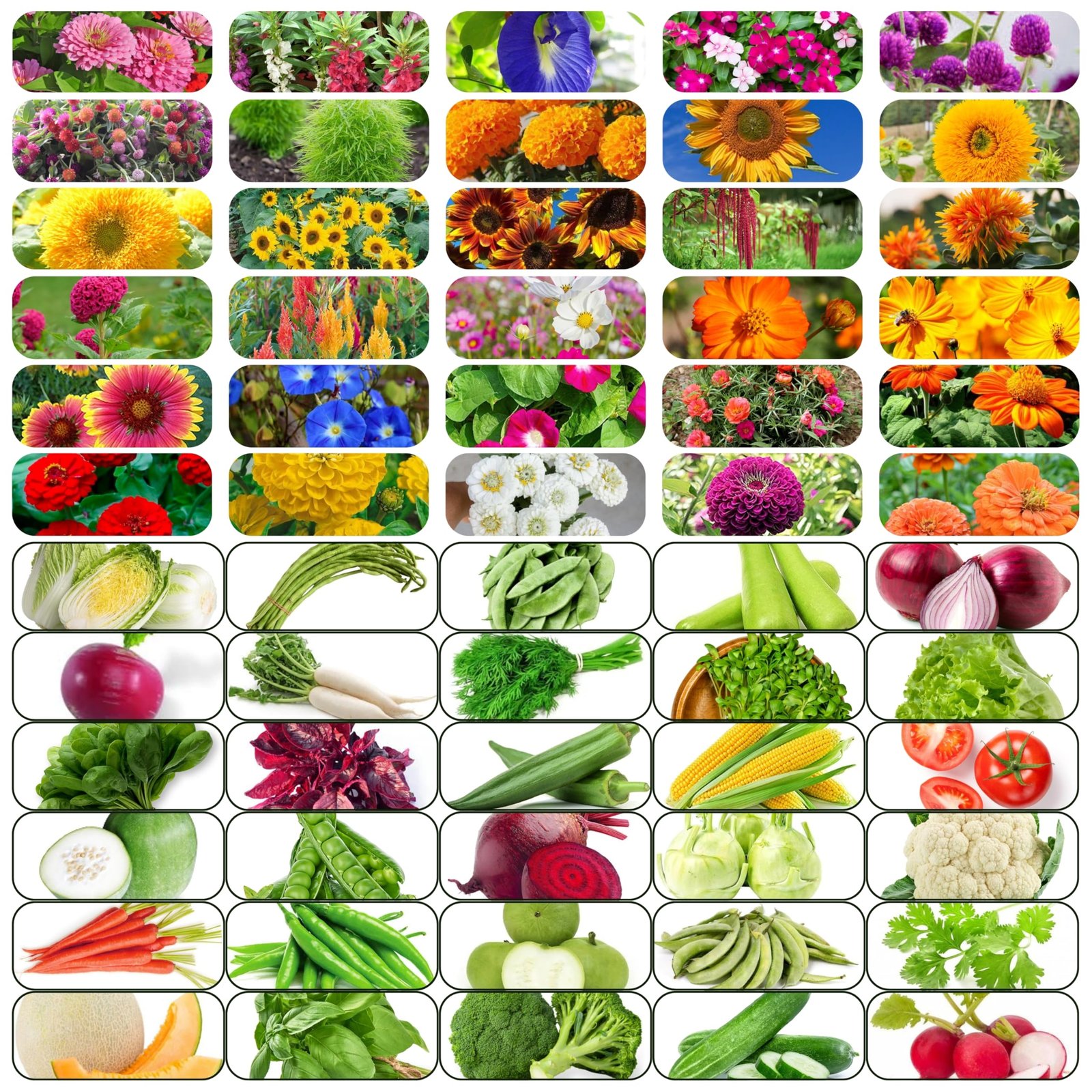 Flare Seeds 60 Varieties Seeds Combo Pack, 30 Vegetable and 30 Flower Seeds, High Germination Rate, All Seasons - Image 2