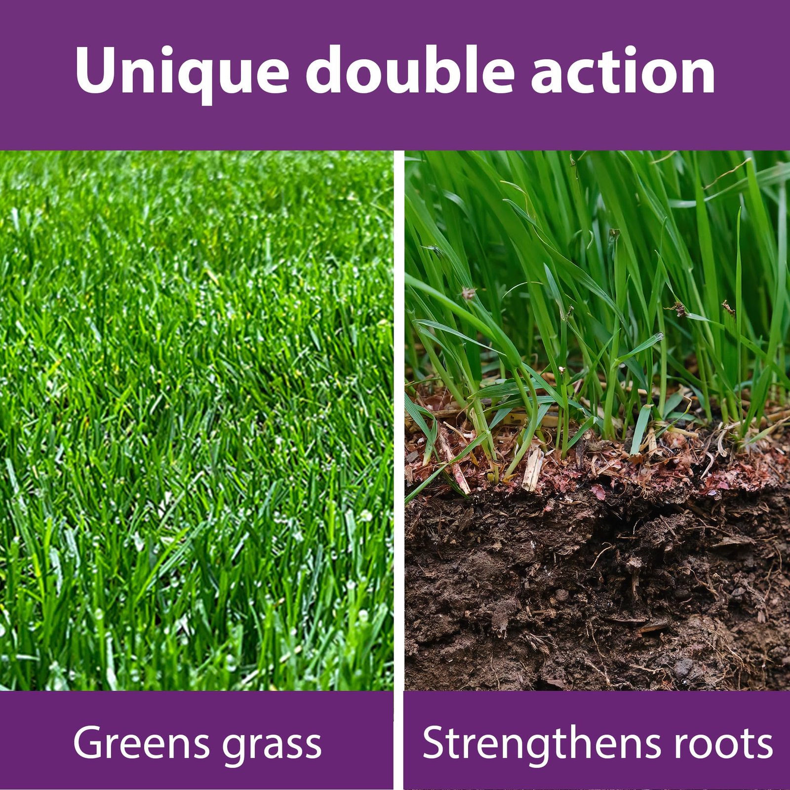 Richard Jackson Premium Lawn Magic, Lawn Feed for Gardens, Greens the Grass & Strengthens the Roots (5L) - Image 4