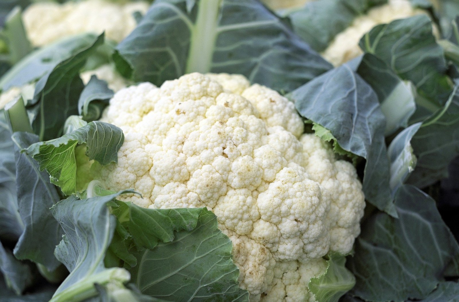 Countgreen Plus Cauliflower (Phool Gobhi) Organic Gardening Vegetable Seeds for Home Garden, Organic & Hybrid, Perfect for Home Gardening, Planting For Pots and Patio (Pack of 200 Seeds) - Image 4