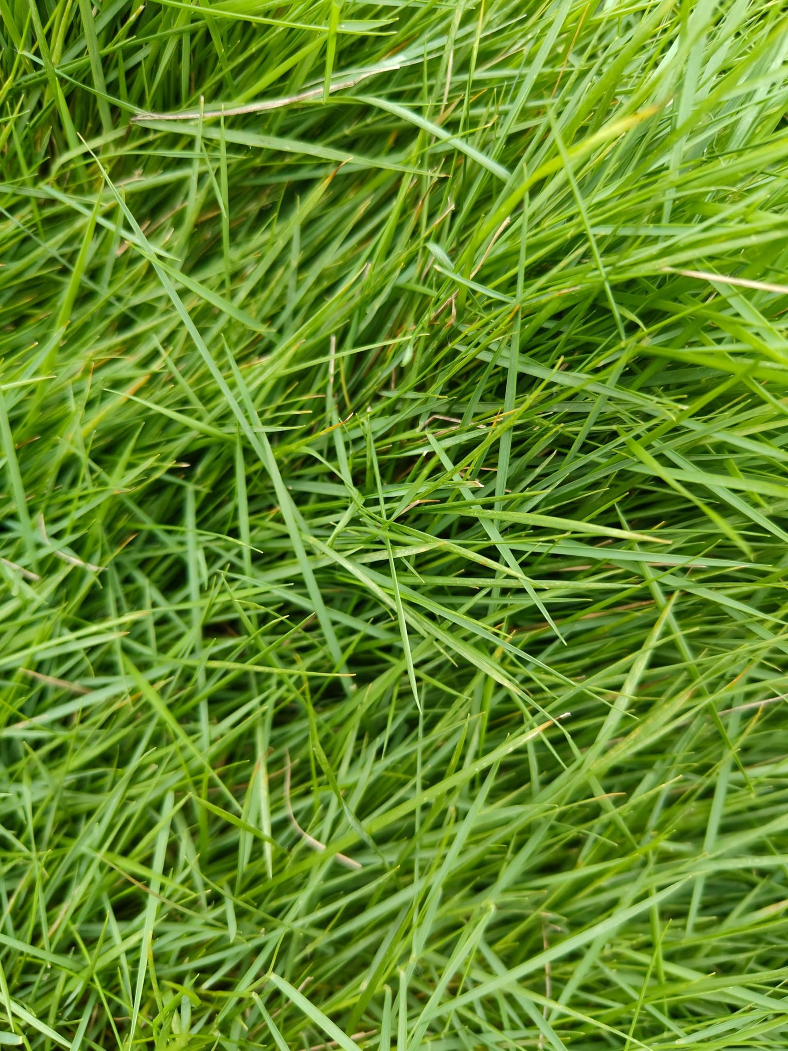 KARIKAR Lawn Grass Seeds, Mexican Variety, Lush Green Coverage for Garden, Terrace & Balcony (1KG) - Image 4