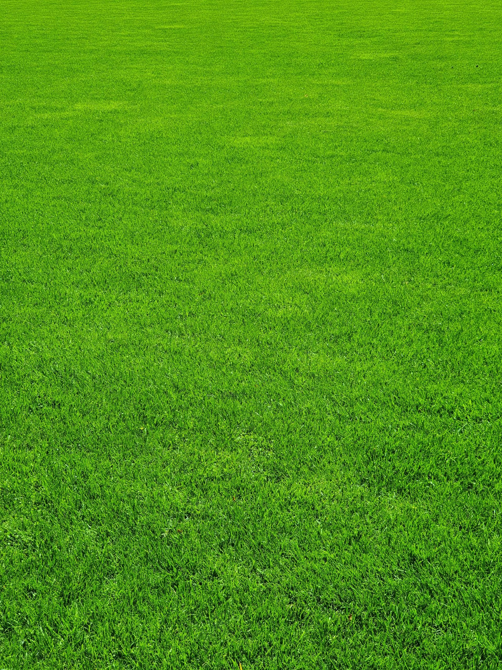 KARIKAR Lawn Grass Seeds, Mexican Variety, Lush Green Coverage for Garden, Terrace & Balcony (1KG) - Image 3